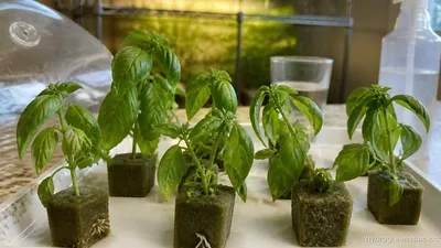 Cloning and Propagation in Hydroponics: Full Guide