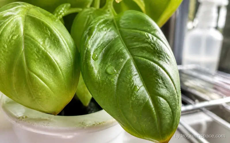 Close-up of healthy hydroponic plant leaves with stomata detail visible, scientific diagram style illustration next to a real leaf