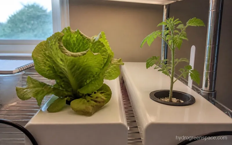 Side-by-side view of a lettuce plant and a tomato plant growing in separate net pot channels of an NFT system