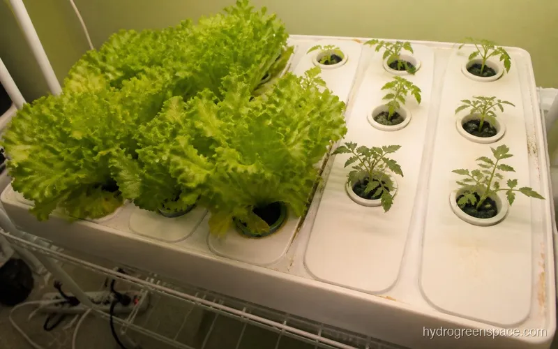 NFT tray with fast-finishing lettuce plants in some channels and young tomato plants in other channels