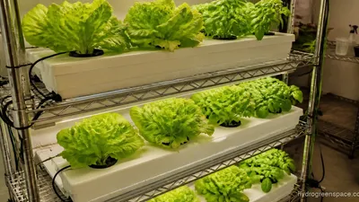 Increasing Yields in Hydroponics: 8 Proven Levers