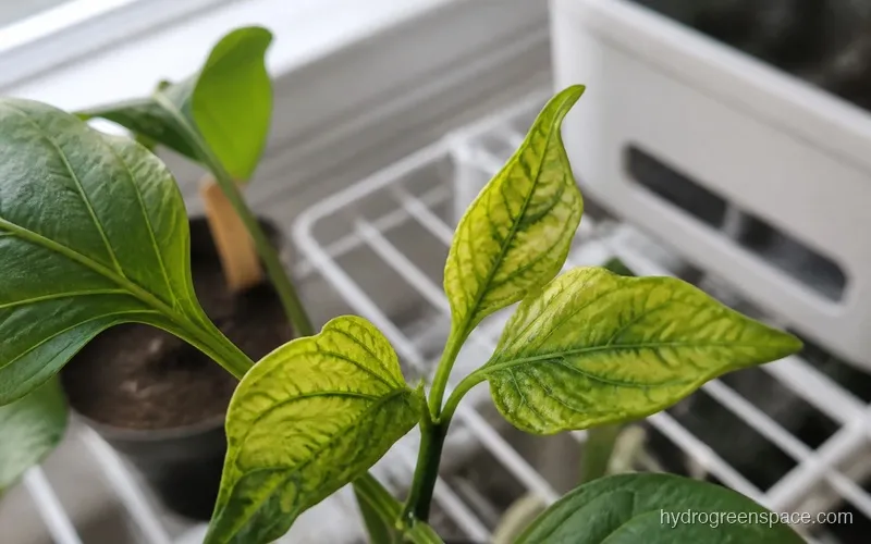 Close-up of yellowing plant leaves showing interveinal chlorosis with yellow areas between green veins on young growth