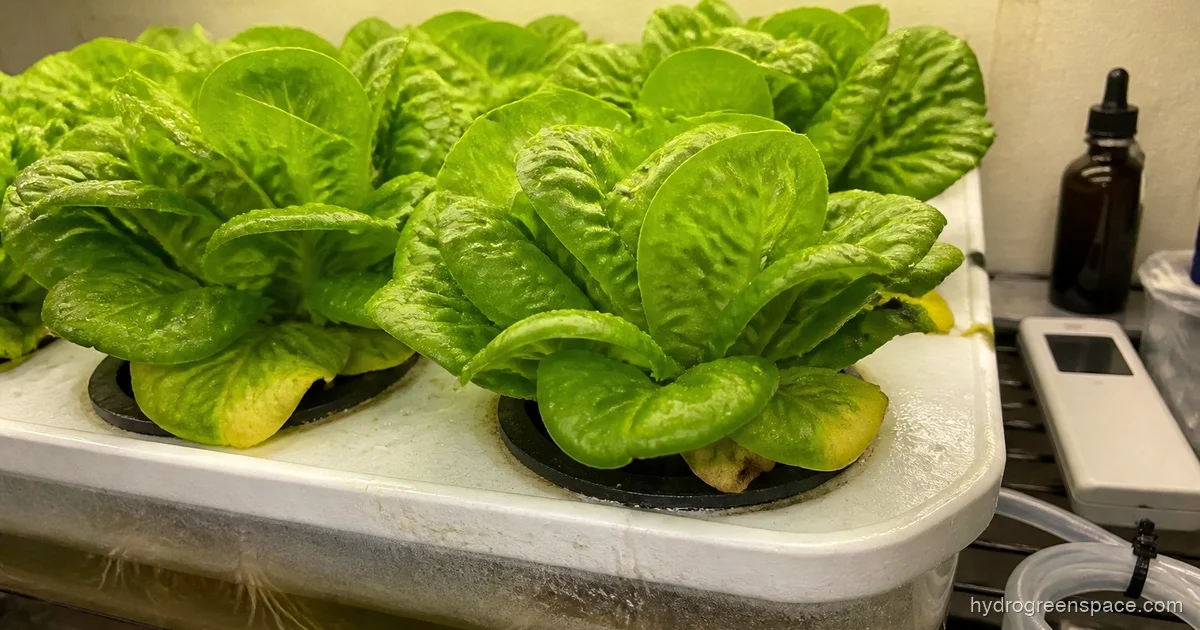 Micronutrients in Hydroponics: Fix Deficiencies Fast