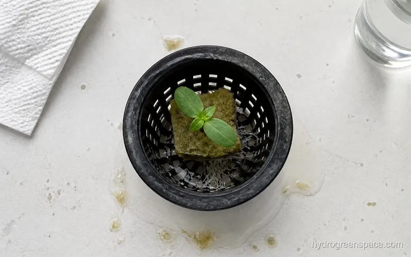 Close-up of healthy white root mass on a seedling in a net pot showing fine mycelial strands