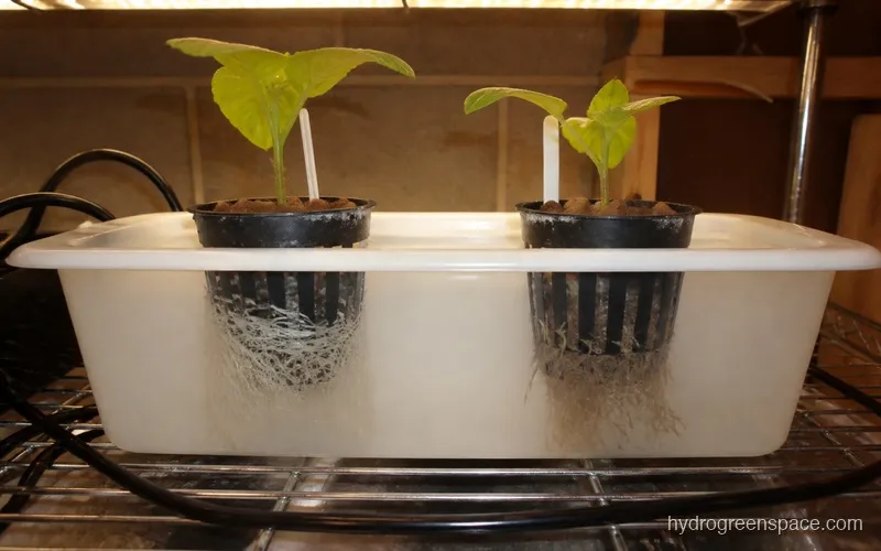 Side-by-side comparison of a healthy white root system and a root system showing early browning in net pots