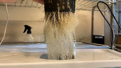 Mycorrhizae in Hydroponics: Do They Actually Work?