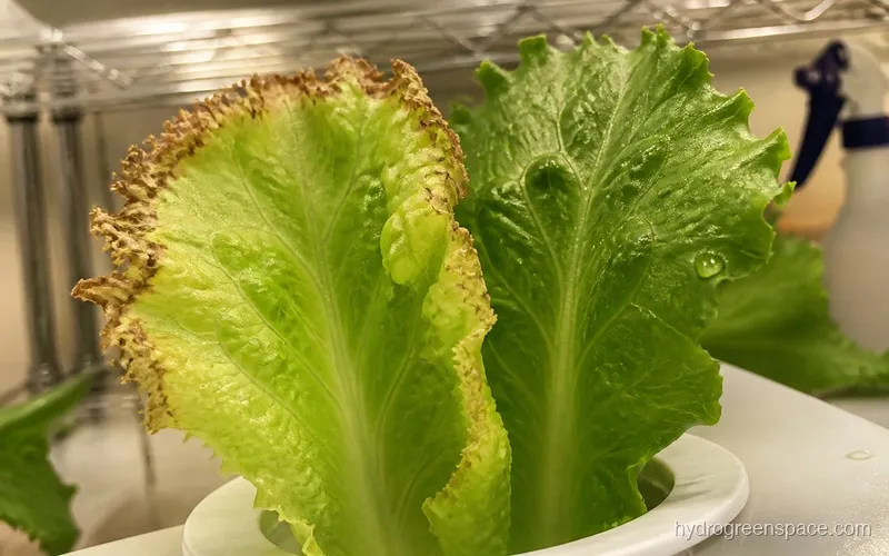 Lettuce leaf tip burn compared to healthy hydroponic lettuce