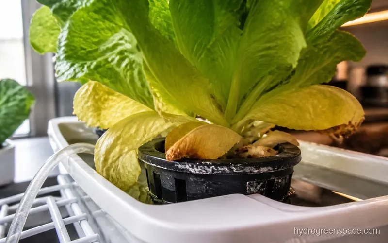 Close-up of yellowing hydroponic lettuce leaves showing nitrogen deficiency symptoms on lower leaves