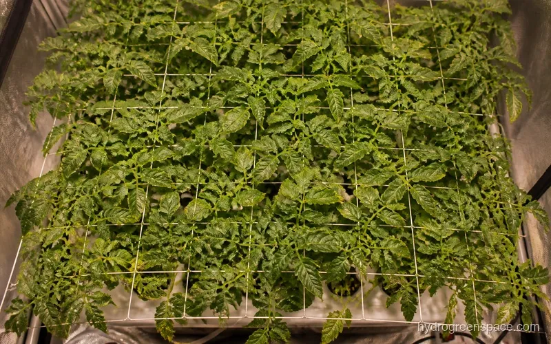 Overhead view of a flat canopy stretched evenly across a square SCROG net above a hydroponic system, showing multiple branch tips at the same height