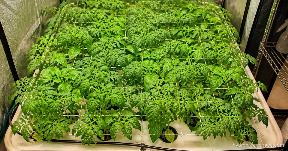 SCROG Method in Hydroponics: Setup & Training Guide