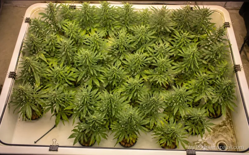 Overhead view of a flood table packed with uniform small plants in net pots at the start of the flowering stage