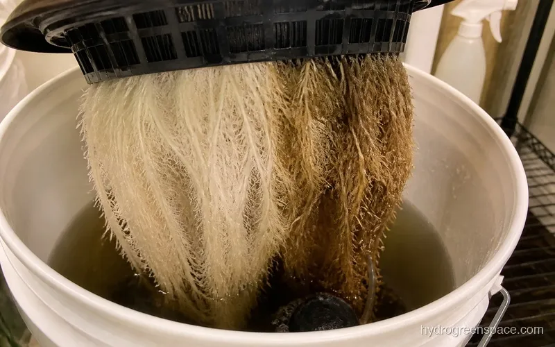 Close-up of plant roots in a DWC bucket showing healthy white roots on one side versus brownish deteriorating roots on the other