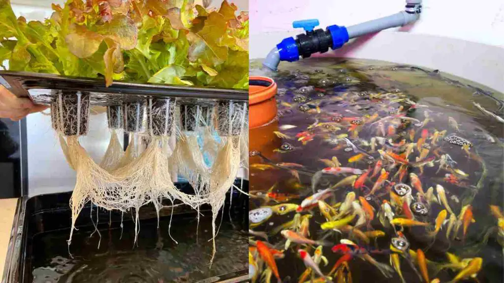 Aqua Gardening Indoor hydroponic garden with fish