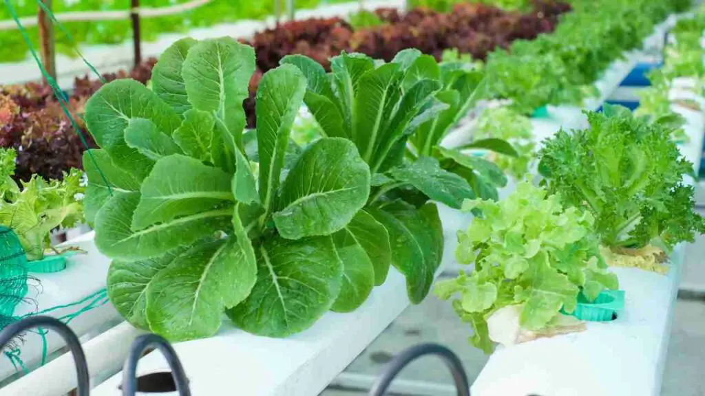 Are indoor hydroponic gardens worth it? Hydro Green Space
