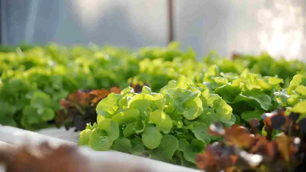 Basement Hydroponics