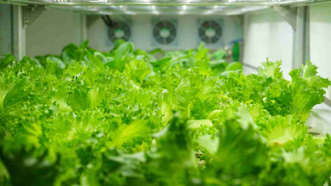 Best indoor hydroponic system for vegetables Hydro Green Space