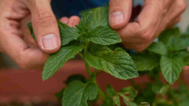 Can you plant hydroponic Basil in soil