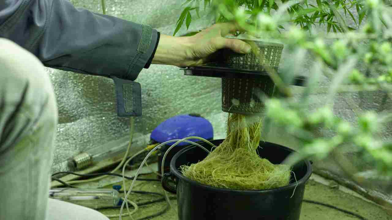 Cannabis Hydroponic
