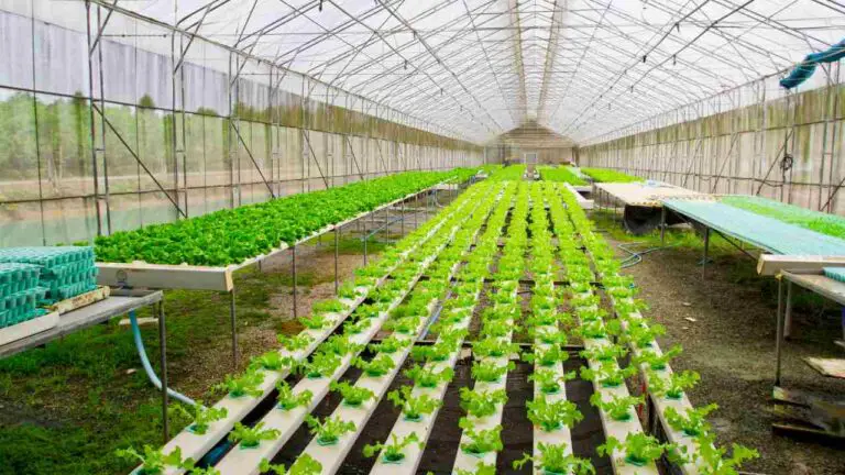 Commercial Hydroponic Farming: A Guide to Sustainable Agriculture’s Future