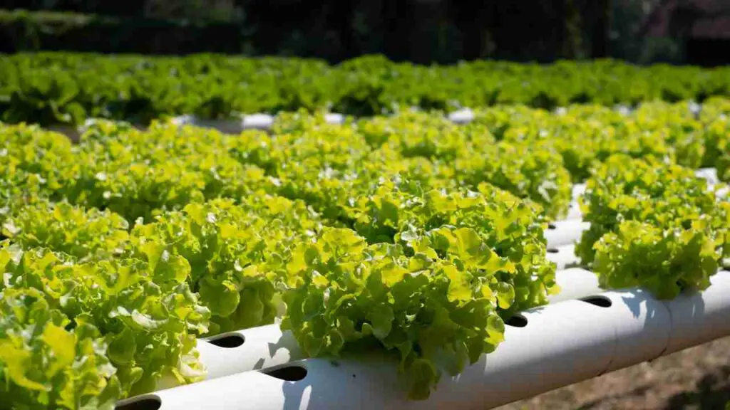 Diy hydroponic garden tower using pvc pipes Hydro Green Space