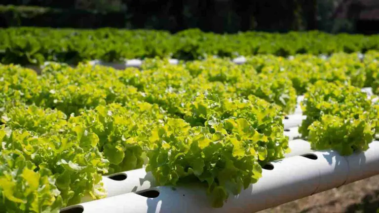 Diy hydroponic garden tower using pvc pipes