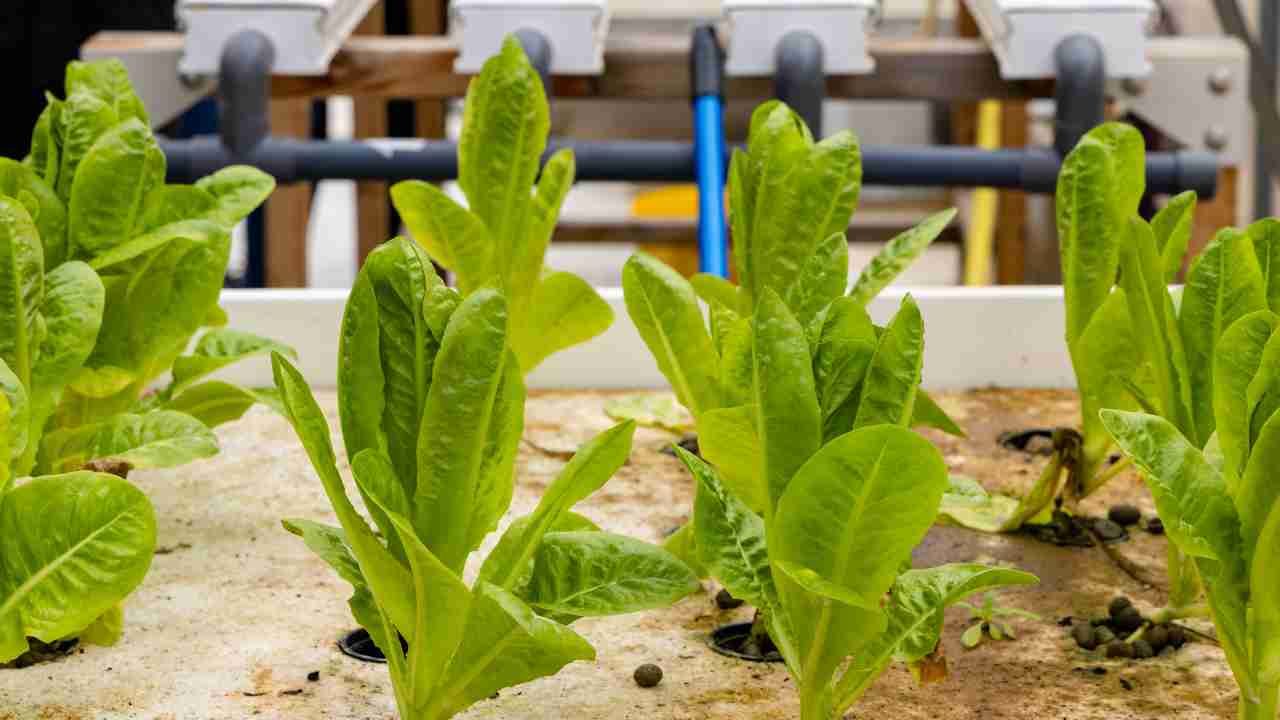 Downspout Hydroponics