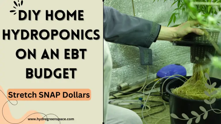Stretch SNAP Dollars: DIY Home Hydroponics on an EBT Budget