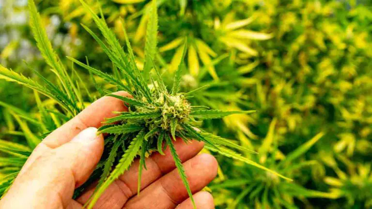 General hydroponics autoflower feeding schedule