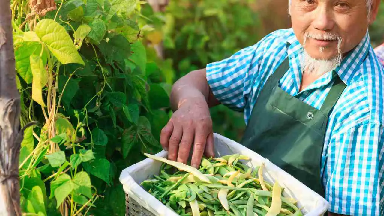How to Use Rockwool in Hydroponics Master the Technique Today