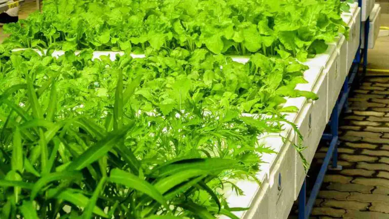 Ultimate Guide to Building Your Own Budget-Friendly Hydroponic System