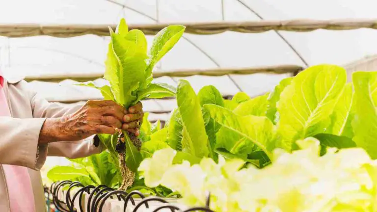 How to build an indoor hydroponic garden?