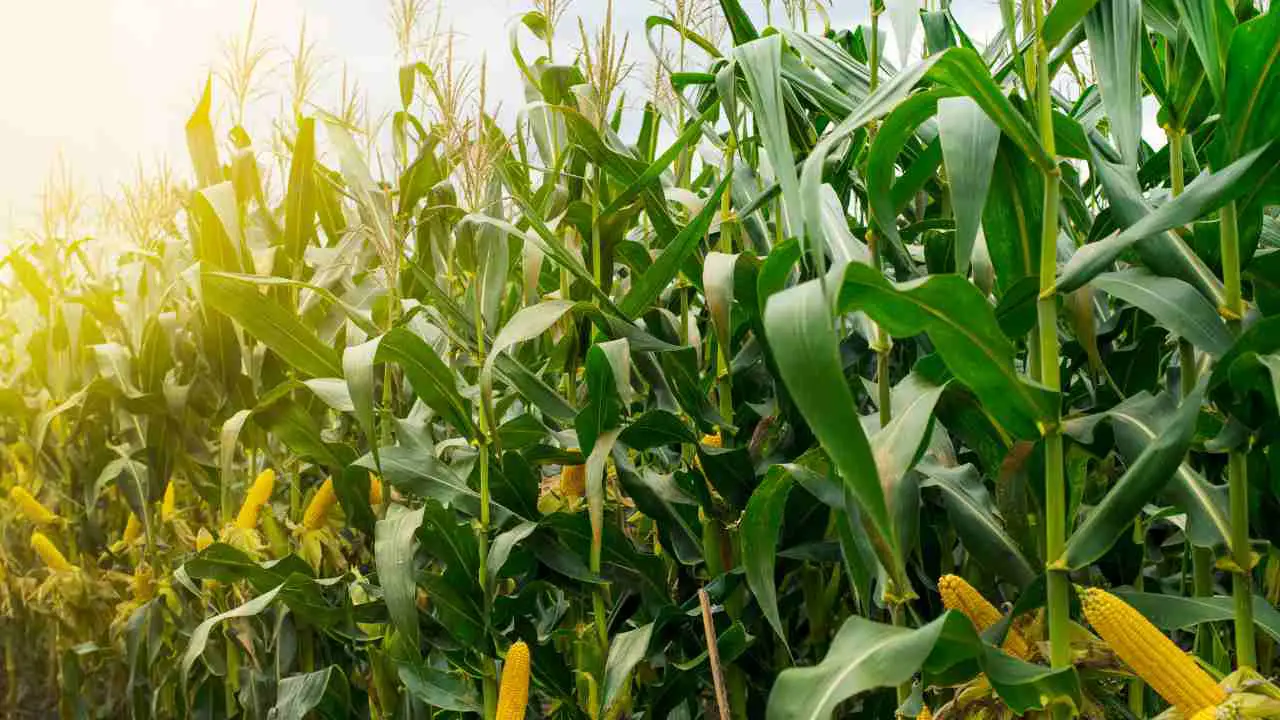 Hydroponic Corn