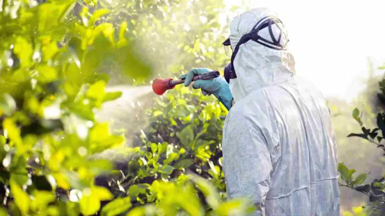 Hydroponic Lemon Tree for Fresh and Zesty Harvests