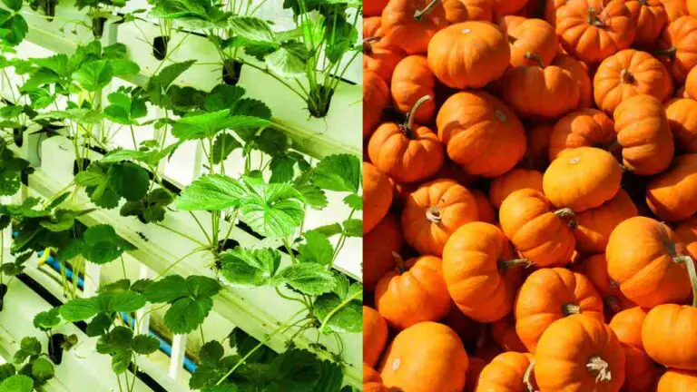 Hydroponic Pumpkins Cultivation for Vibrant Fall Harvests