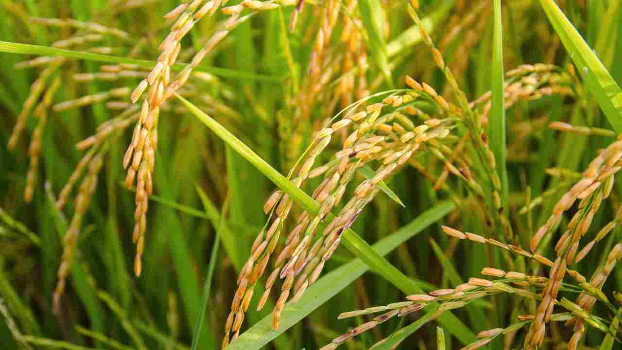 Hydroponic Rice for Sustainable Grain Production