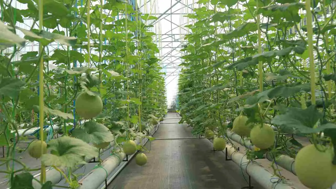 Hydroponic fruit trees Cultivation