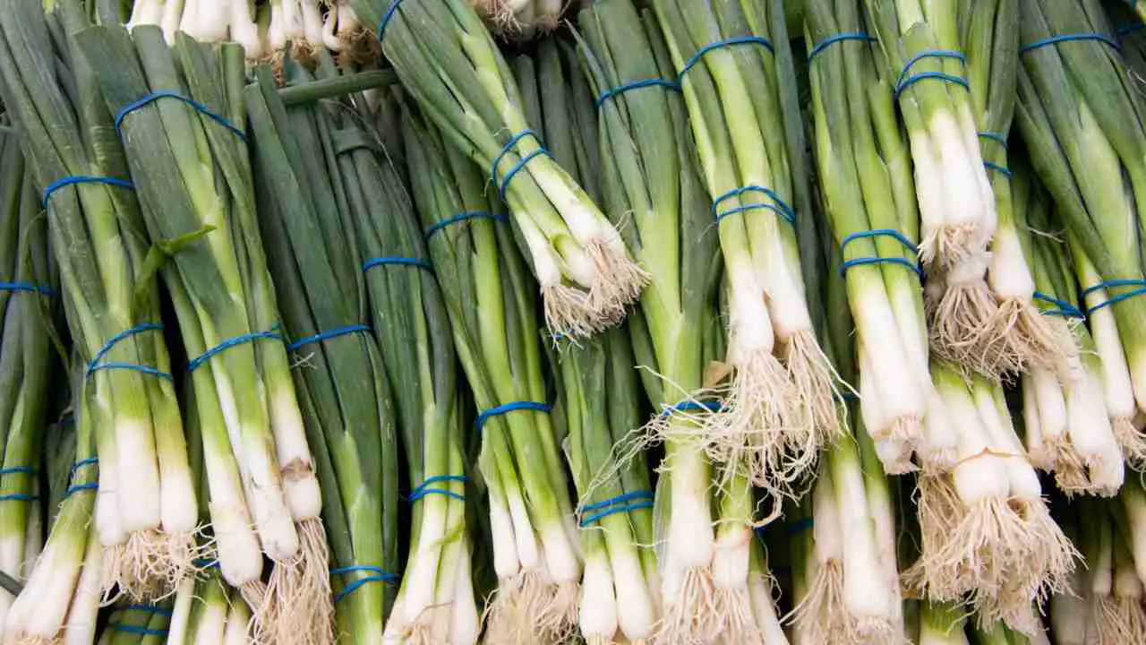 Hydroponic green onions