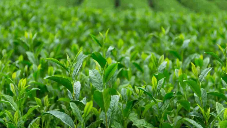 Hydroponics Compost Tea Cultivation: Nourishing Growth