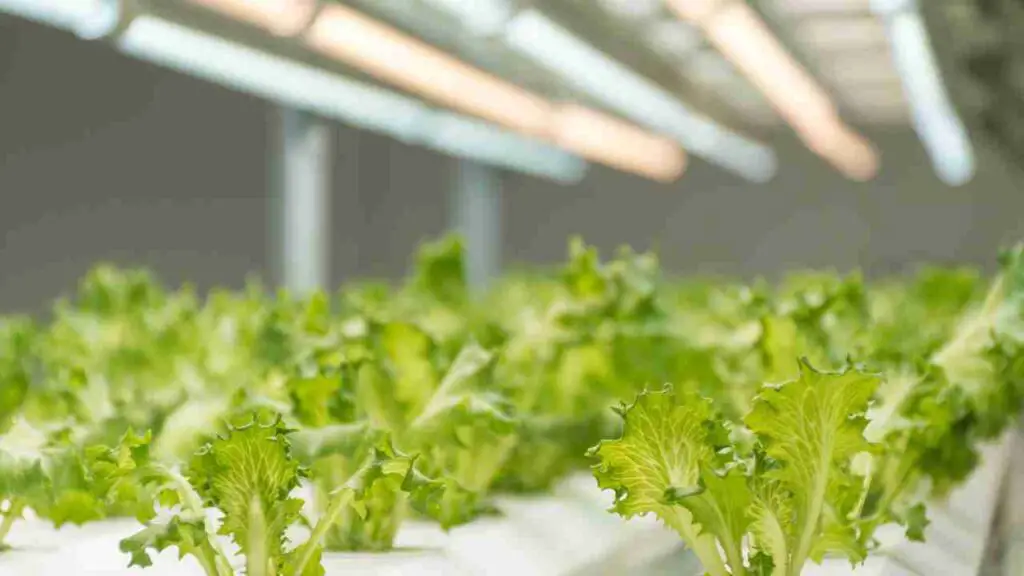 Iceberg Lettuce Hydroponics Cultivation for Perfect Salads Hydro