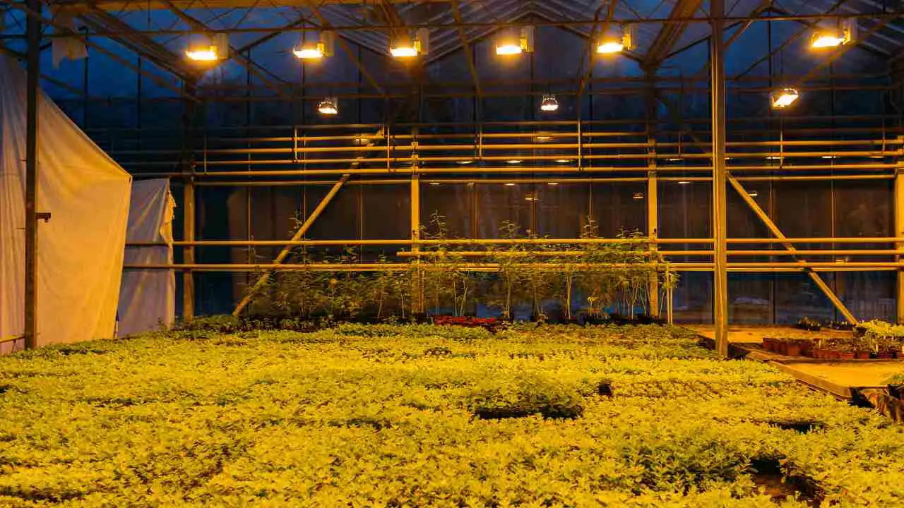 Indoor Hydroponic system with lights