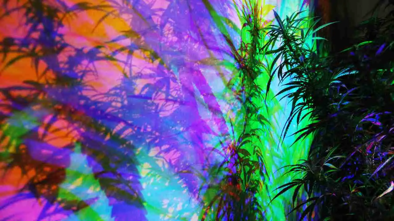 Is hydroponic weed stronger