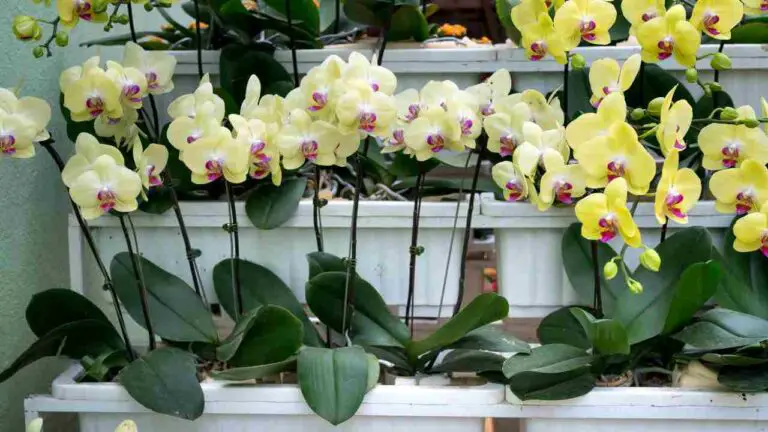 Semi Hydroponics for Orchids