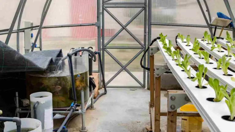 DIY Water Chiller Hydroponics: Keep Your System Cool