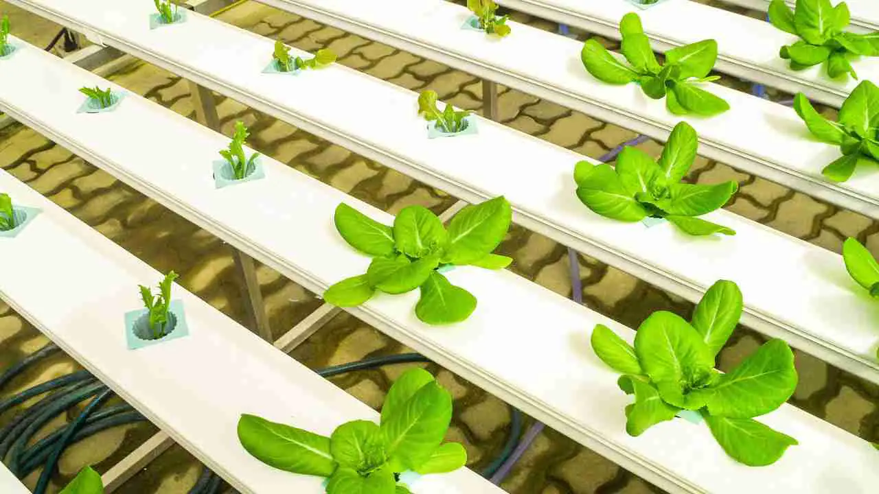 When to harvest hydroponic lettuce?