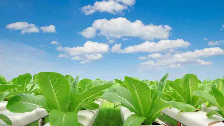 Why are hydroponics important? Revolutionizing Agriculture