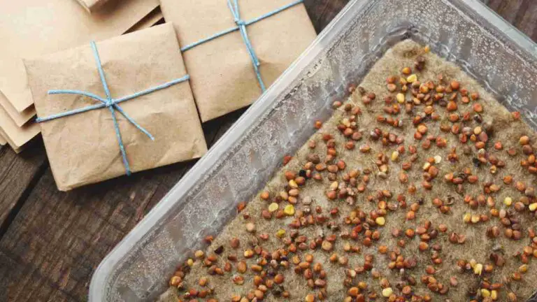germinate seeds for hydroponics