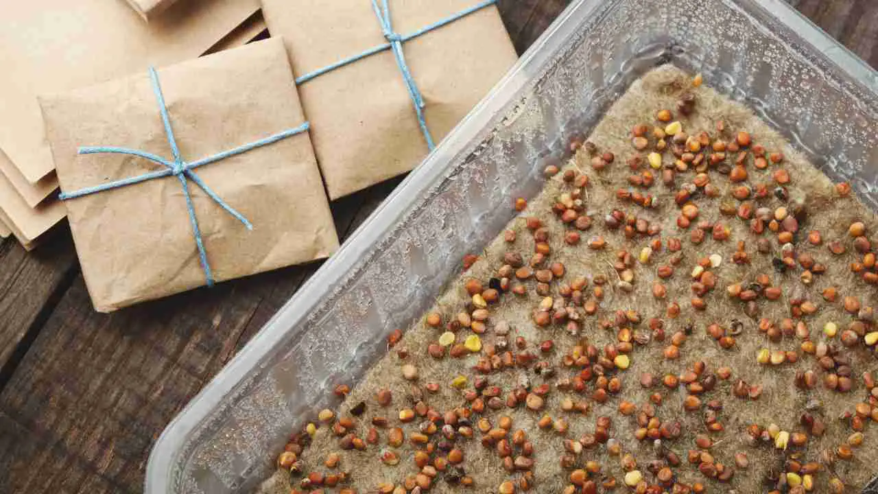 germinate seeds for hydroponics