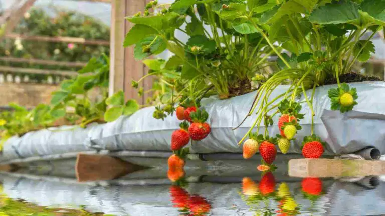 Bare Root Strawberries Hydroponic