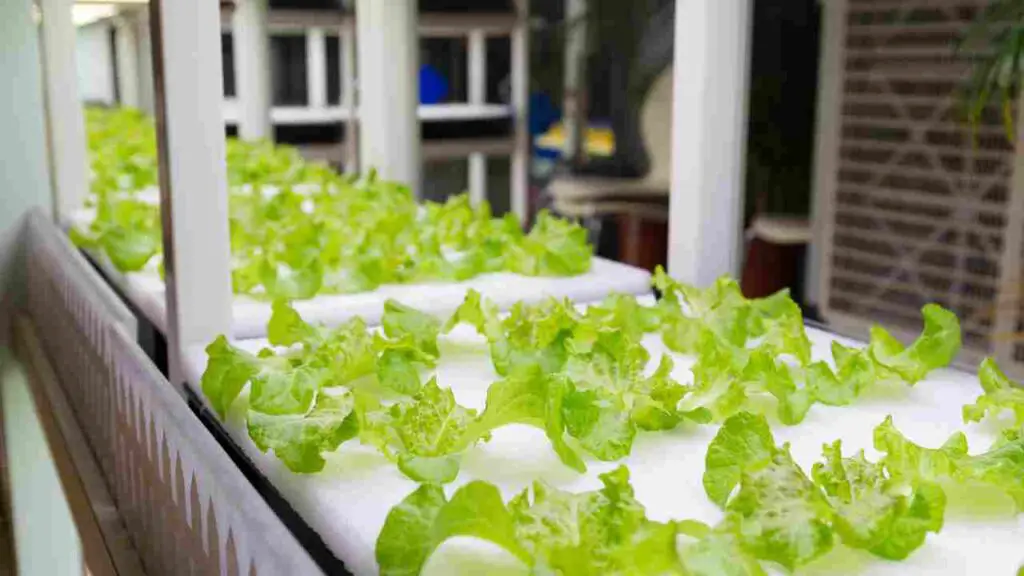 DIY Hydroponic Drip System