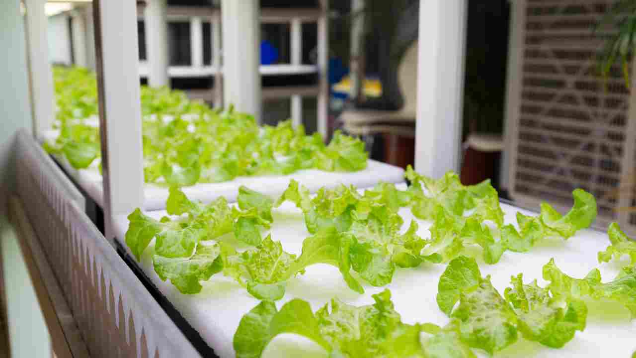 DIY Hydroponic Drip System